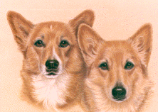 Welsh corgi dog graphics