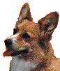 Welsh corgi dog graphics