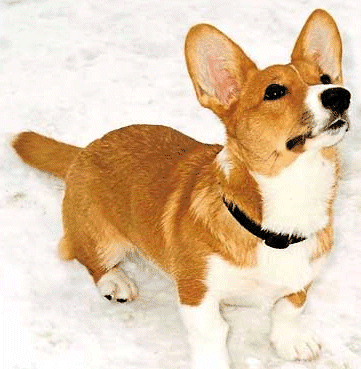 Welsh corgi dog graphics