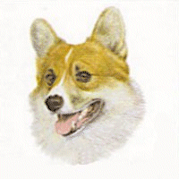 Welsh corgi