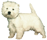 Westie dog graphics