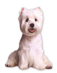 Westie dog graphics