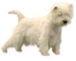 Westie