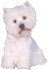 Westie dog graphics