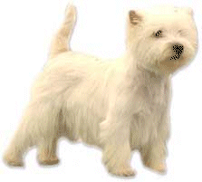 Westie