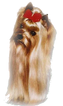 Yorkshire terrier dog graphics