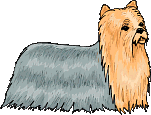 Yorkshire terrier dog graphics