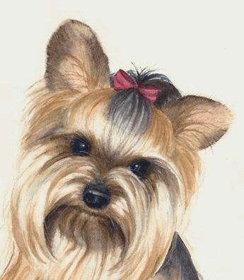 Yorkshire terrier dog graphics