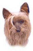 Yorkshire terrier dog graphics