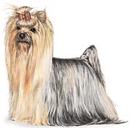 Yorkshire terrier