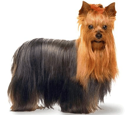 Yorkshire terrier dog graphics