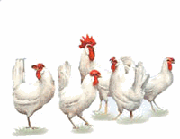 Chickens easter graphics