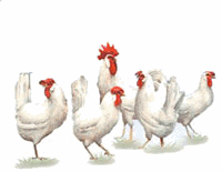 Chickens