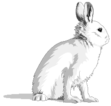 Hares easter graphics