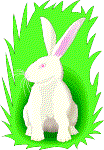 Hares easter graphics