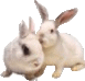 Hares easter graphics