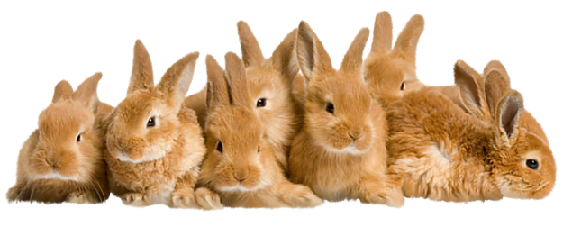 Rabbits easter graphics