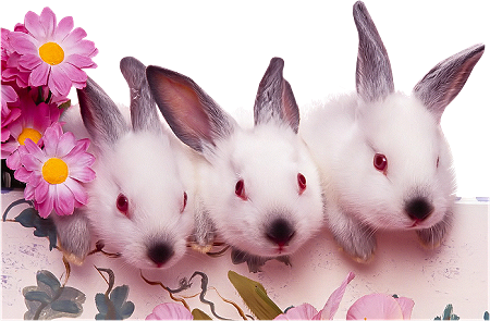 Rabbits easter graphics