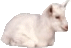 Sheep easter graphics