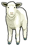 Sheep