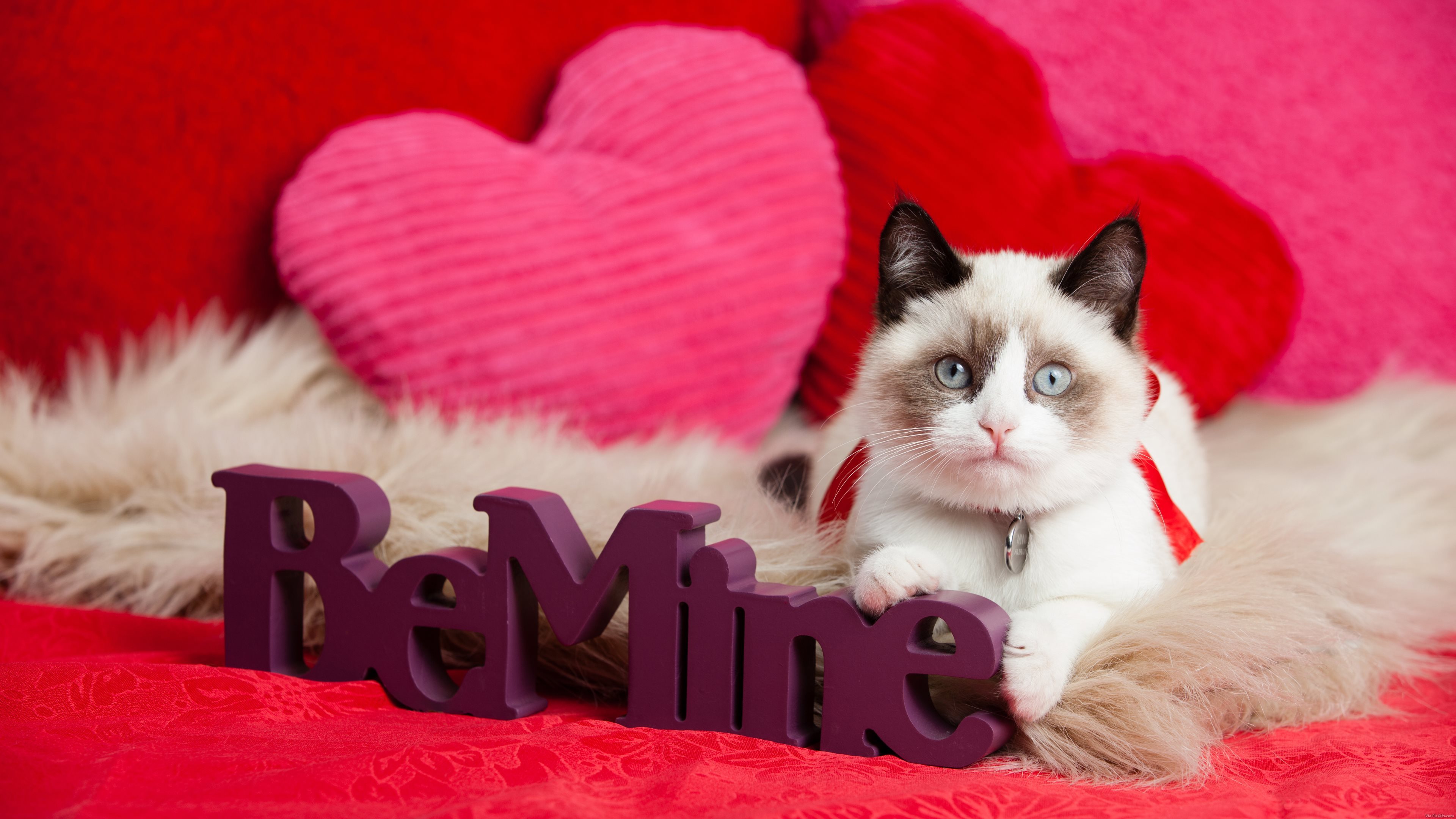 Be mine valentine