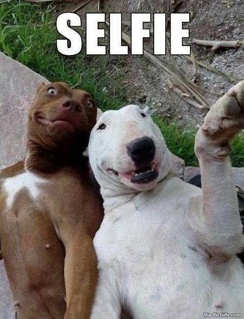 Selfie humor