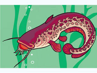 Catfish fish graphics