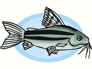 Catfish fish graphics