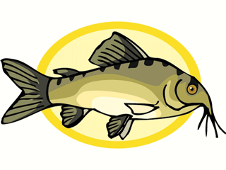 Catfish fish graphics