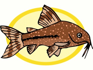 Catfish fish graphics