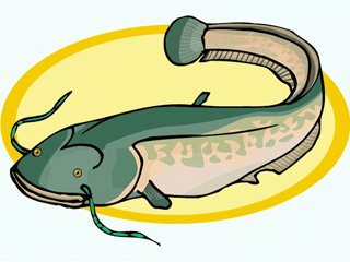 Catfish fish graphics