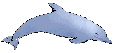 Dolphin fish graphics
