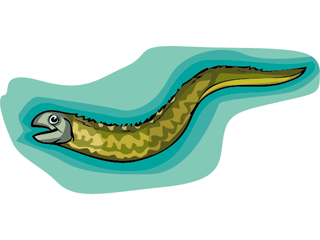 Eel fish graphics