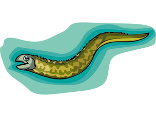 Eel