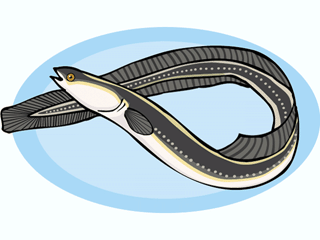Eel fish graphics