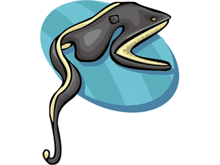 Eel fish graphics