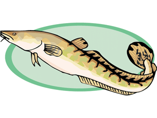 Eel fish graphics