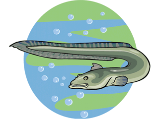 Eel fish graphics