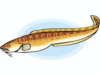 Eel fish graphics