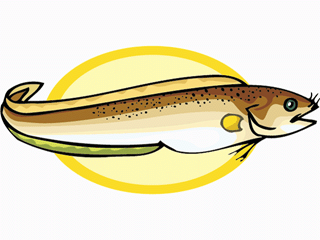 Eel fish graphics