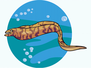 Eel fish graphics