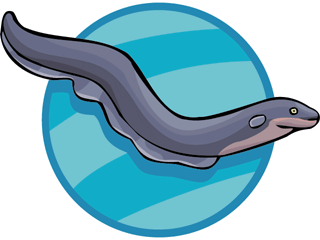 Eel fish graphics