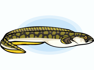 Eel fish graphics