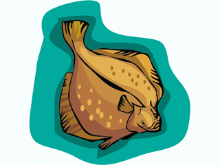 Flatfish fish graphics