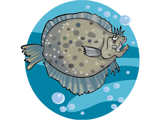 Flatfish