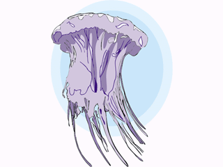 Jellyfish fish graphics