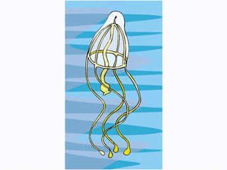 Jellyfish fish graphics