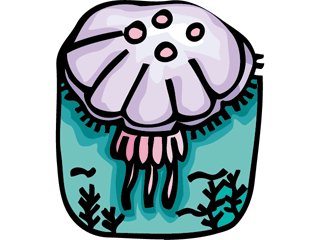 Jellyfish