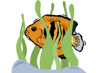 Others fish graphics