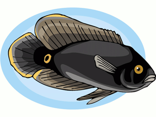 Others fish graphics